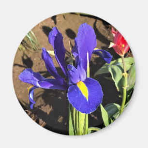 Iris in einem Tulip Field, Woodburn, Oregon Magnet