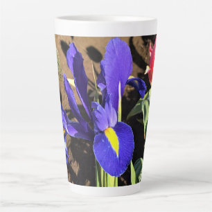 Iris in einem Tulip Field, Woodburn, Oregon Milchtasse