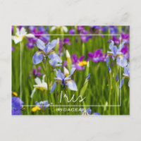 Iris | Iridaceae-Feld der Blume benutzerdefinierte
