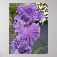 Iris Iris Lila Blume Floral Lavender Poster