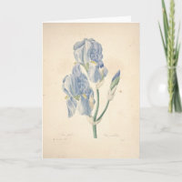 Iris-Iris Pallida durch Redoute Beileids-Karte