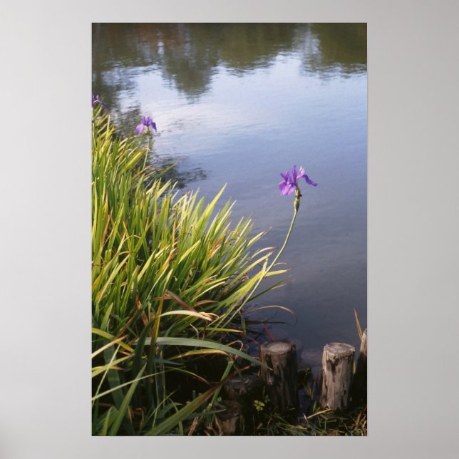 Iris, japanische Gärten Poster (Vorne)