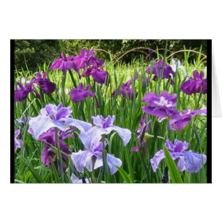 Iris japonais