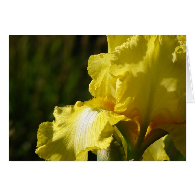 Iris Jaune (Devant Horizontal)