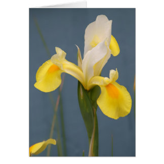 Iris jaune