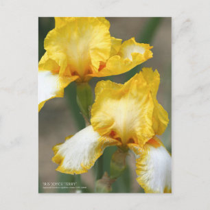 Iris "Joyce Terry" [Postcard" Postkarte