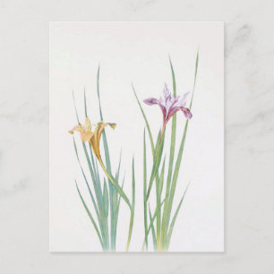 Iris Macrosiphon von William Dykes Postkarte