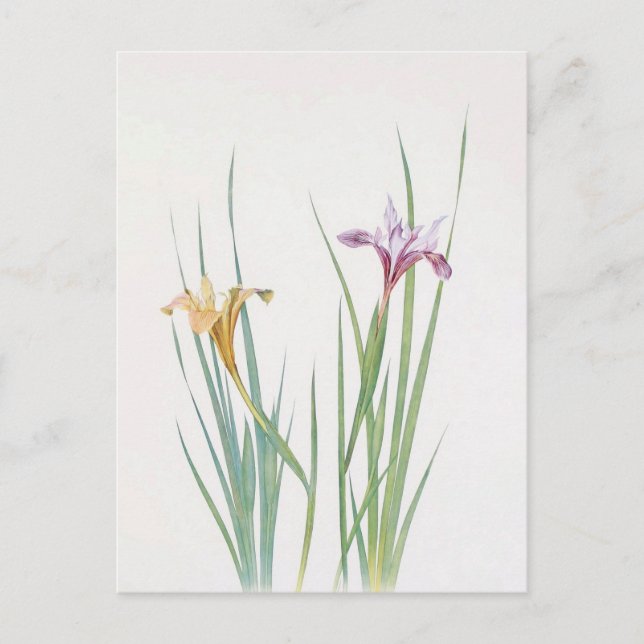 Iris Macrosiphon von William Dykes Postkarte (Vorderseite)