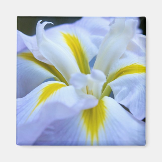 Iris Magnet (Vorne)
