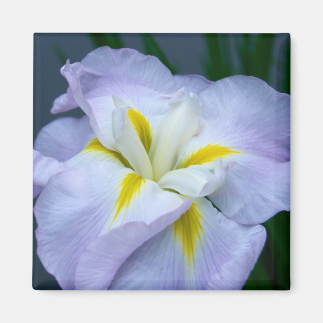 Iris Magnet (Vorne)