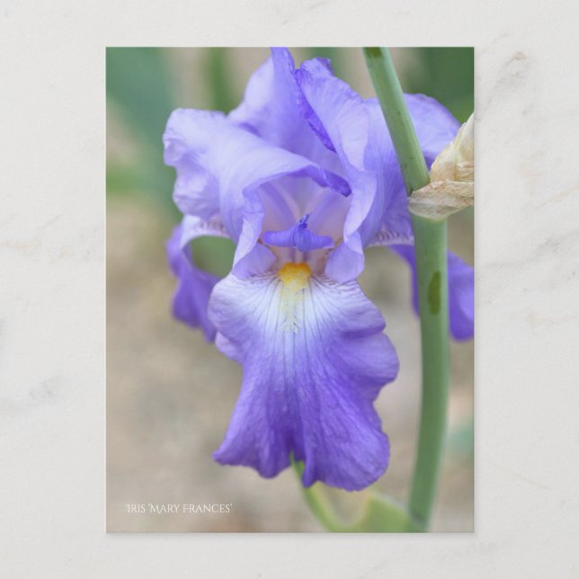 Iris ‘Mary Frances’ [Postkarte] ポ ス ド Postkarte (Vorderseite)