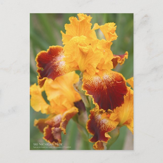Iris "Michigan Pride" : Carte postale (Devant)