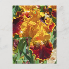 Iris ‘Michigan Pride’ [Postcard] ポストカード Postkarte