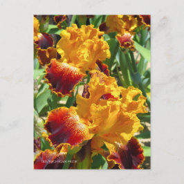 Iris "Michigan Pride" Postkarte] ポ ス ト  ド Postkarte