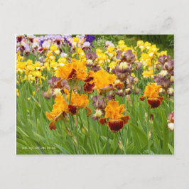 Iris "Michigan Pride" Postkarte] ポ ス ト  ド Postkarte