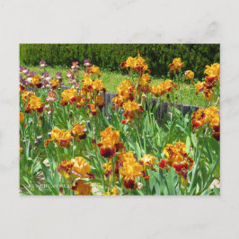 Iris "Michigan Pride" Postkarte] ポ ス ト  ド Postkarte