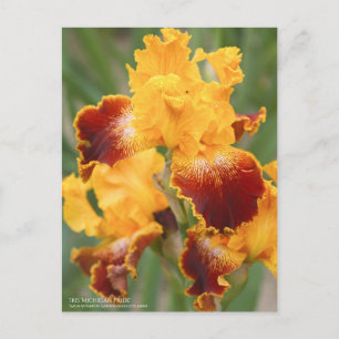 Iris "Michigan Pride":Postkarte Postkarte