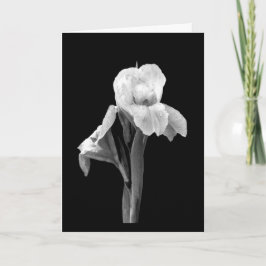 'Iris mit Regentropfen' leere Grußkarte Karte