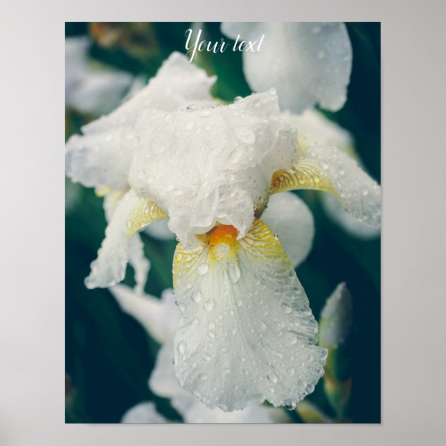 Iris mit Wassertröpfchen Poster (Vorne)