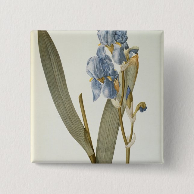 Iris Pallida, von "Les Liliacees", 1812 Button (Vorderseite)