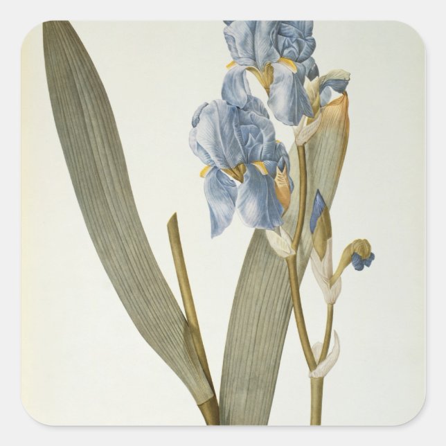 Iris Pallida, von `Les Liliacees', 1812 Quadratischer Aufkleber (Vorderseite)
