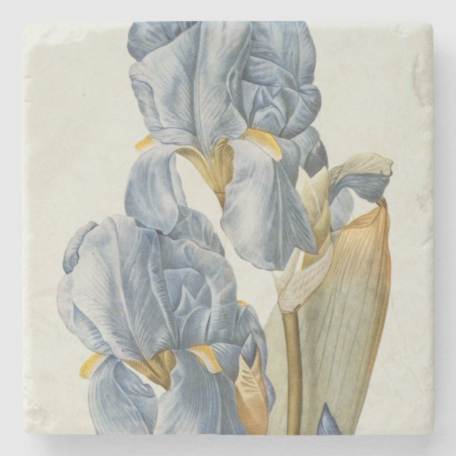 Iris Pallida, von "Les Liliacees", 1812 Steinuntersetzer (Vorderseite)
