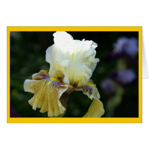 Iris-Perfektion