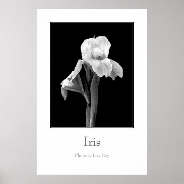 "Iris-" Plakat (Vorne)