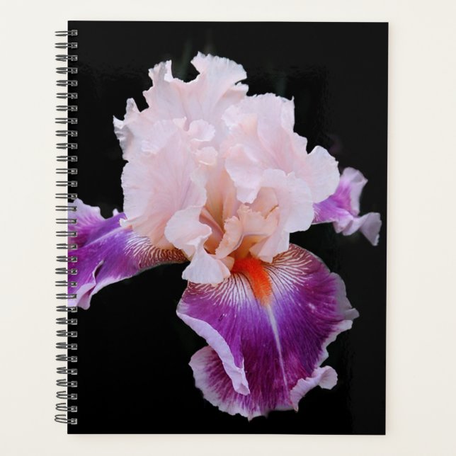 Iris Planer (Vorderseite)
