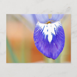 Iris Postcard Feiertagspostkarte