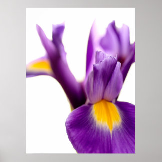 Iris Poster