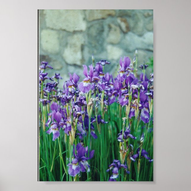 Iris Poster (Vorne)