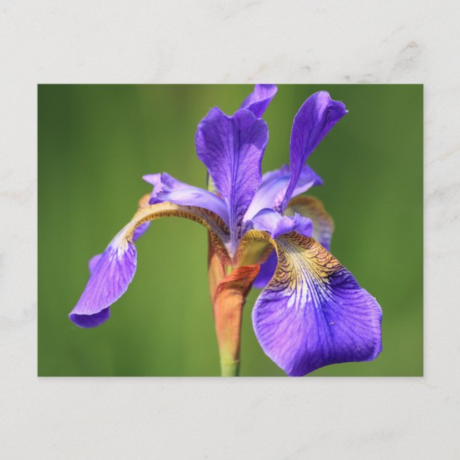 Iris Postkarte (Vorderseite)
