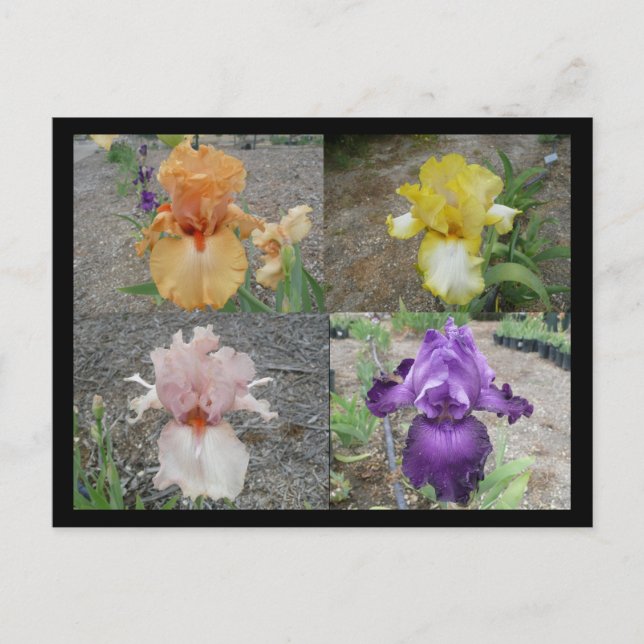 Iris Postkarte (Vorderseite)