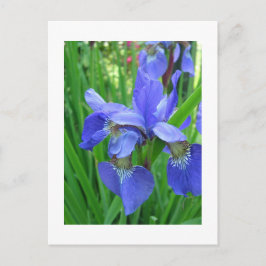 Iris Postkarte
