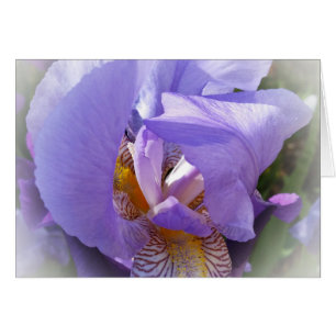 iris pourpre