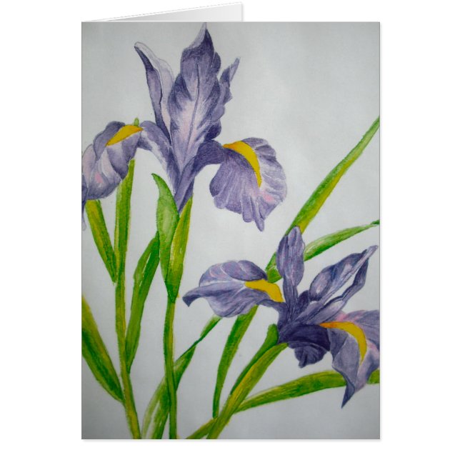 iris pourpre (Devant)