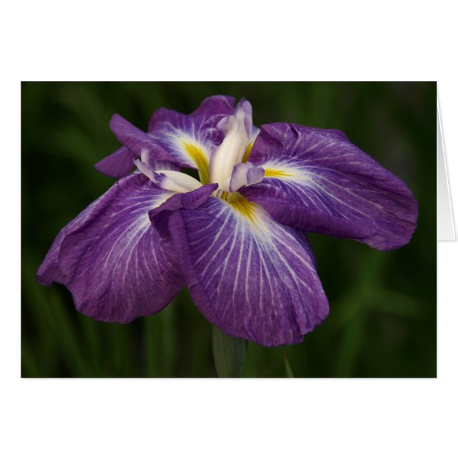 Iris pourpre (Devant horizontal)