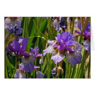 Iris pourpre