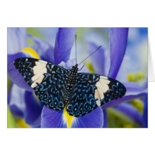 Iris Pourpre Papillon Tropical