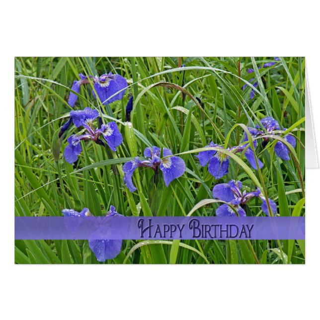 Iris pourpre sauvage (Devant horizontal)