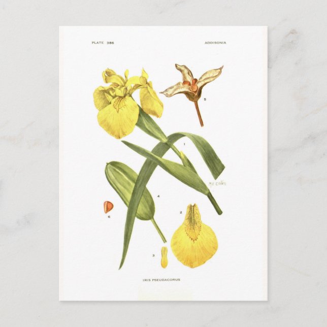 Iris pseudacorus postkarte (Vorderseite)