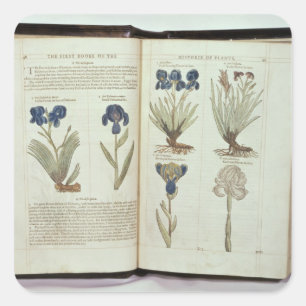 Iris Quadratischer Aufkleber