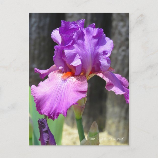 Iris "Raspberry Ripples" [Postcard] ポ ス ト ド Postkarte (Vorderseite)