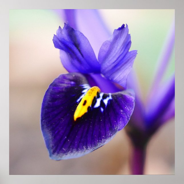 Iris Reticulata Blume Poster (Vorne)