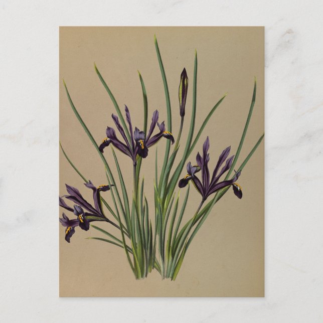 Iris Reticulata von Arentina Hendrica Arendsen Postkarte (Vorderseite)