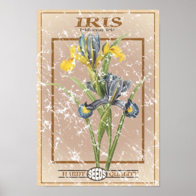 Iris - Samenpackung - Not leidend Poster (Vorne)