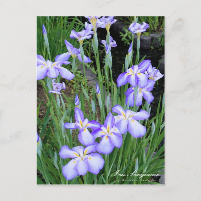 Iris sanguinea: Postkarte (Vorderseite)