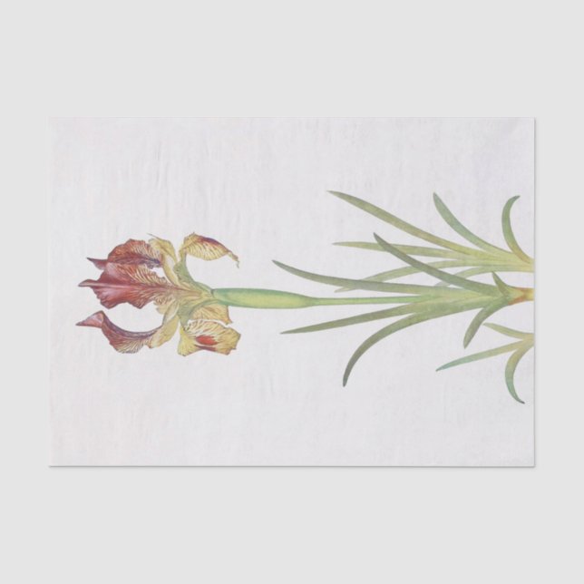 Iris Sari von William Dykes Seidenpapier (Vorderseite)