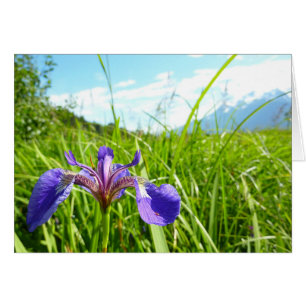 Iris sauvage et paysage d'Alaska